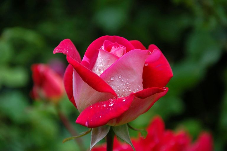ROSA 768x511